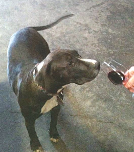 Winery dog investigates the aromatic qualities of a glass of wine offered by his person