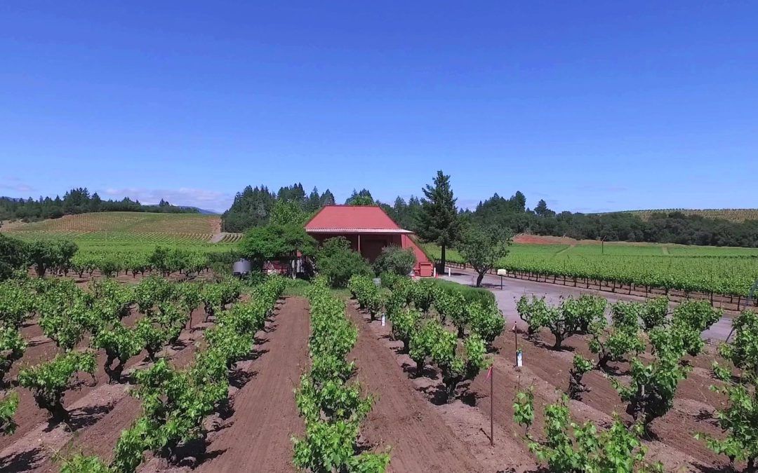 How To Dry Farm Winegrapes