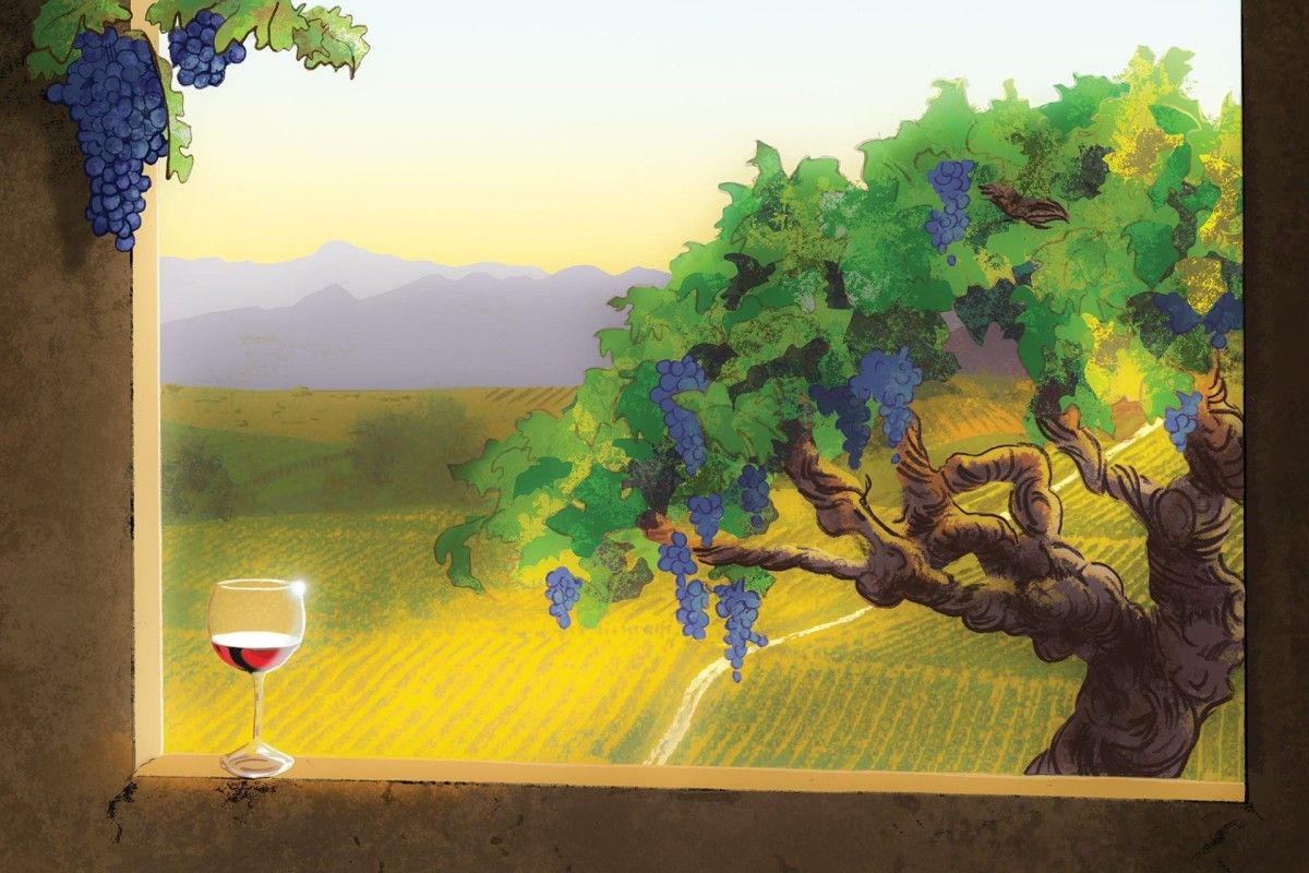 Zinfandel grape vine illustration by Matty Newton